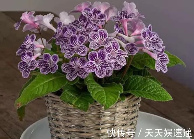 银星|最适合养在室内的7种花，有点散射光就能蹭蹭地长
