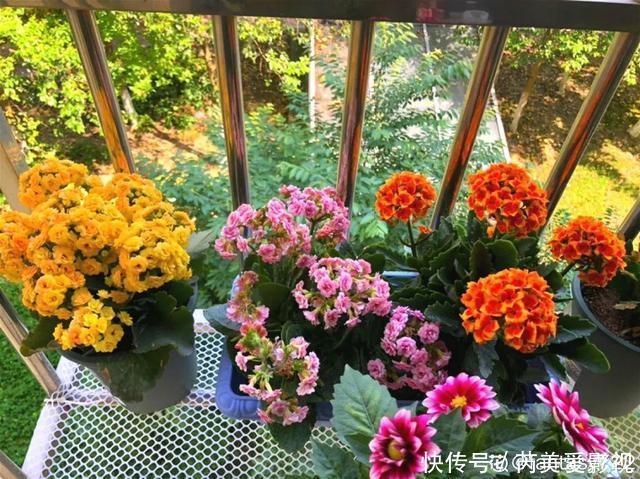 人养花,花也养人,这15种花,越养家里越干净