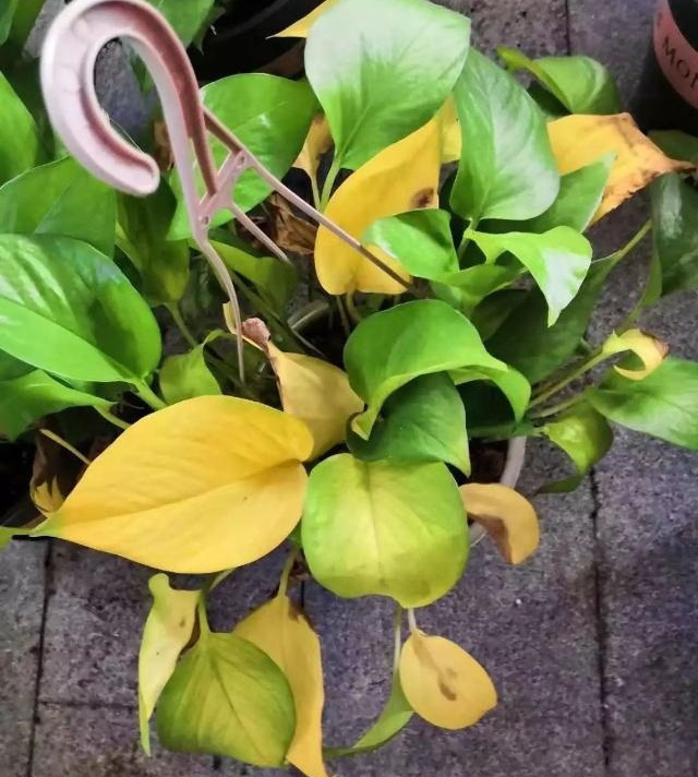 绿萝“越来越黄”，做3步还“有救”，新芽呼呼冒，叶子巴掌大