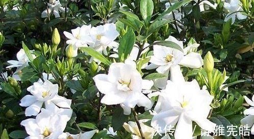 花色|居家就养此款花卉，好养易打理，365天开花不断，给点水就疯长