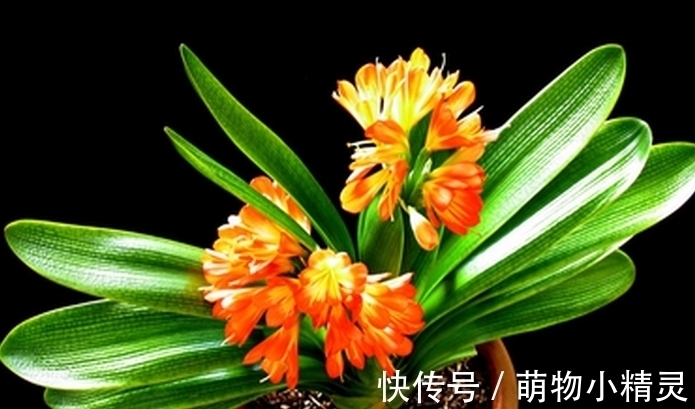 家庭养君子兰,谨记这几个要点,根系更健壮,爱长新叶子