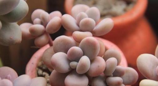 叶片|浇水十年功,综合因素谈多肉该怎样浇水