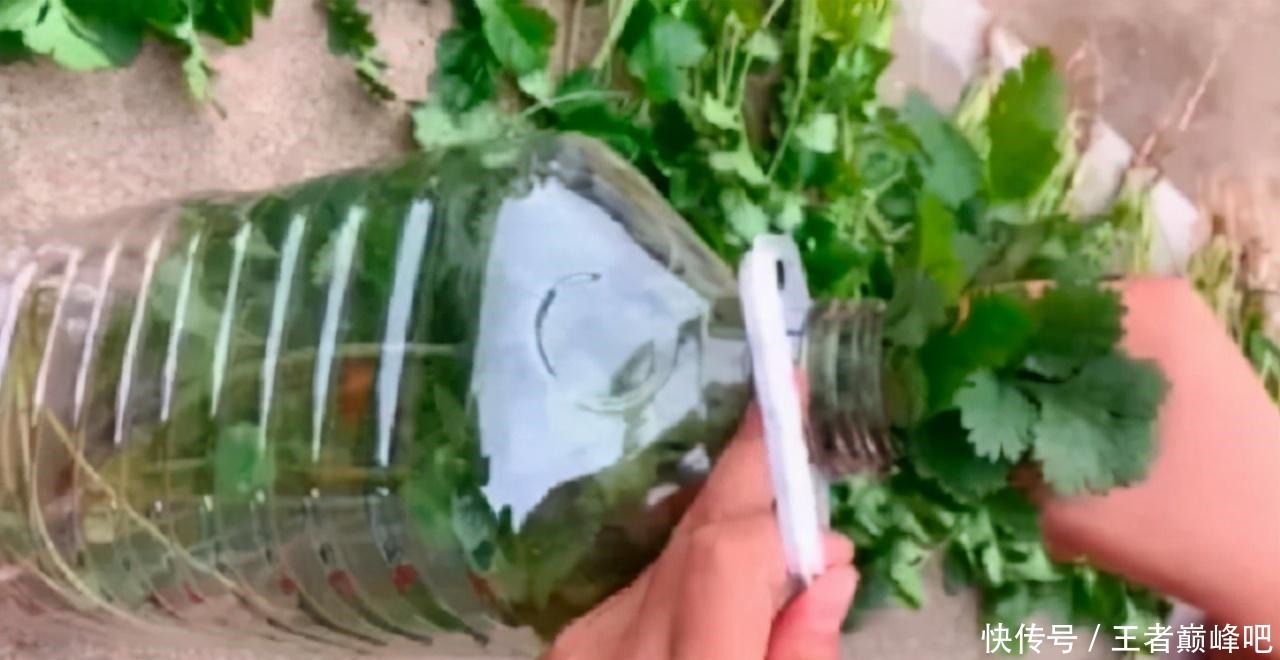 法子|吃不完的香菜别放冰箱了,学会这个土法子,香菜放一冬天都不坏!