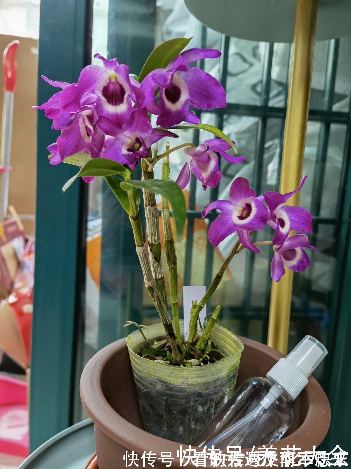 阳性|耐阴花就养这5种，阴凉地儿也能开花，颜值一点不比阳性植物低