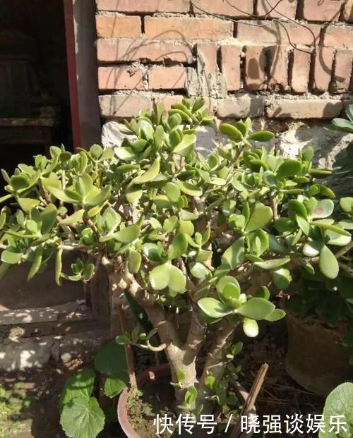 大腿|养了20年的玉树,杆子比大腿还粗,满树白花跟下雪了一样