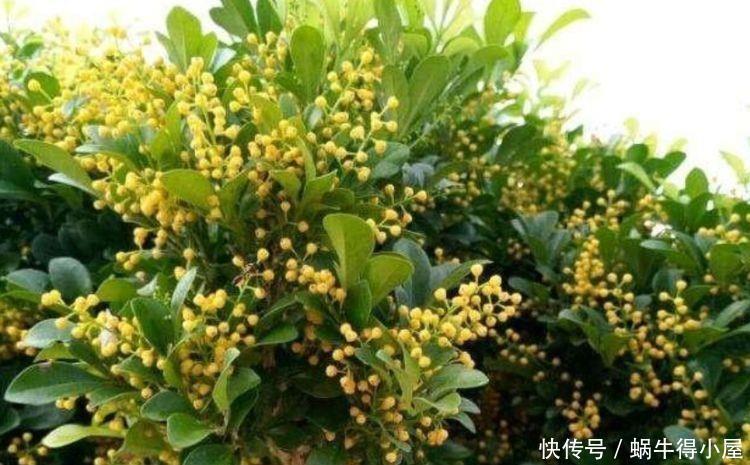 香气浓郁的几款花,全年开花不停,花色艳丽,花开枝繁叶茂