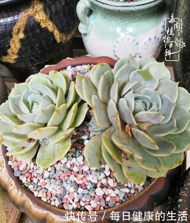 如何让多肉变美看看我是如何宠它们的！如何让多肉变美看看我是如何宠它们的！