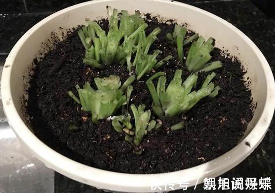 花卉|下面4种花枯死也别扔,叶子全剪掉,“新芽”1个月后就窜出来
