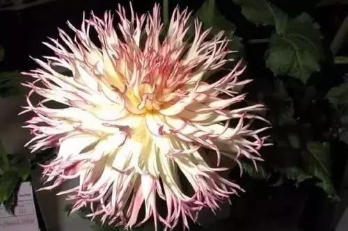 瑞香花|全国56市市花,太美了