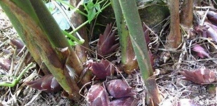 这几种野味是我们小时候的回忆,到现在看到还口水直流,你吃过吗