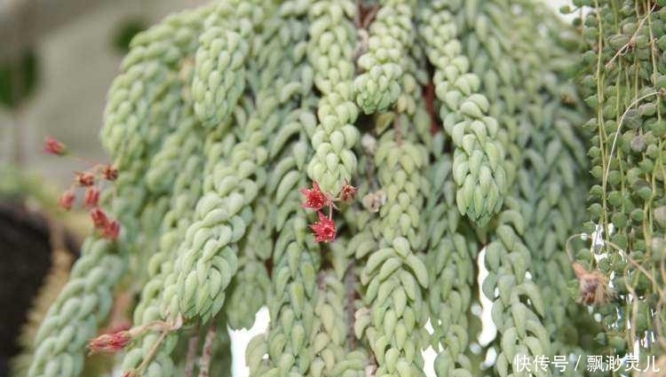 鲜花养不活改养多肉，这几款多肉吊起来养，简直美成银河系