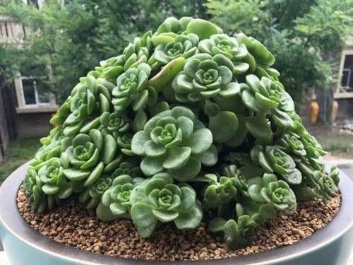 叶片|养多肉百合莉莉，香味和果冻色都想要，不能心软，狠心做好2件事