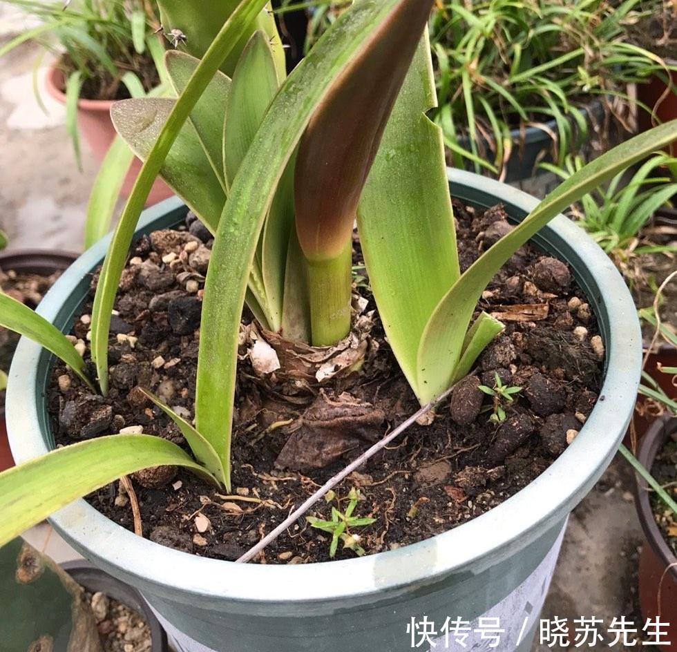 一个大疙瘩，开花“比脸大”，养朱顶红的5个窍门，年年开大花