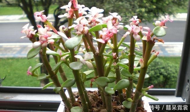 金枝玉叶的养护方法，赶快收藏了吧！