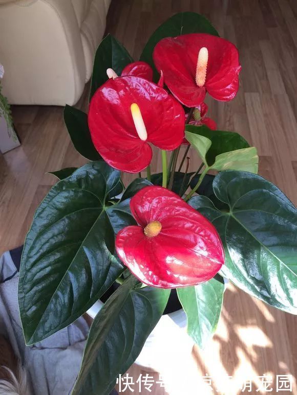 5种花不要“乱晒”,越晒叶越黄,小心晒一盆死一盆!