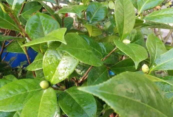 扦插的5个错误操作,不是难生根,是你做错了,扦插其实很简单!