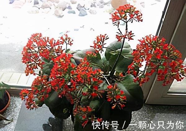 盆栽花卉长得超慢,4个废料垫土壤1/3处,蹭蹭猛长