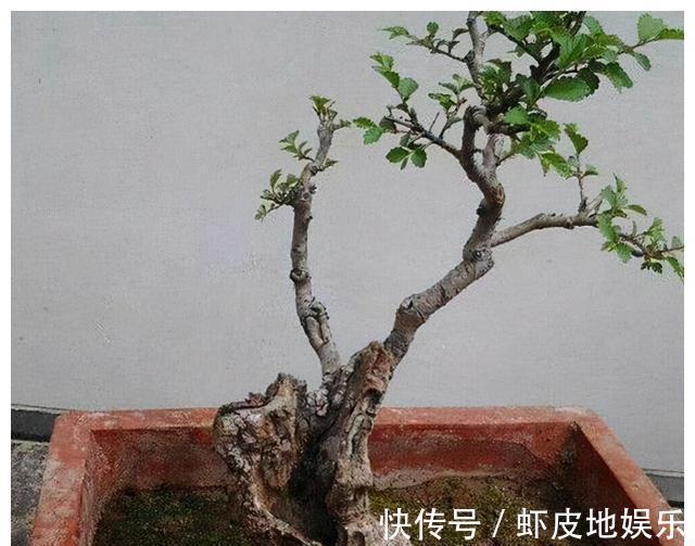 黄荆树|山上2种“树疙瘩”,烧火都嫌弃,园艺大师却高价收,再丑都要