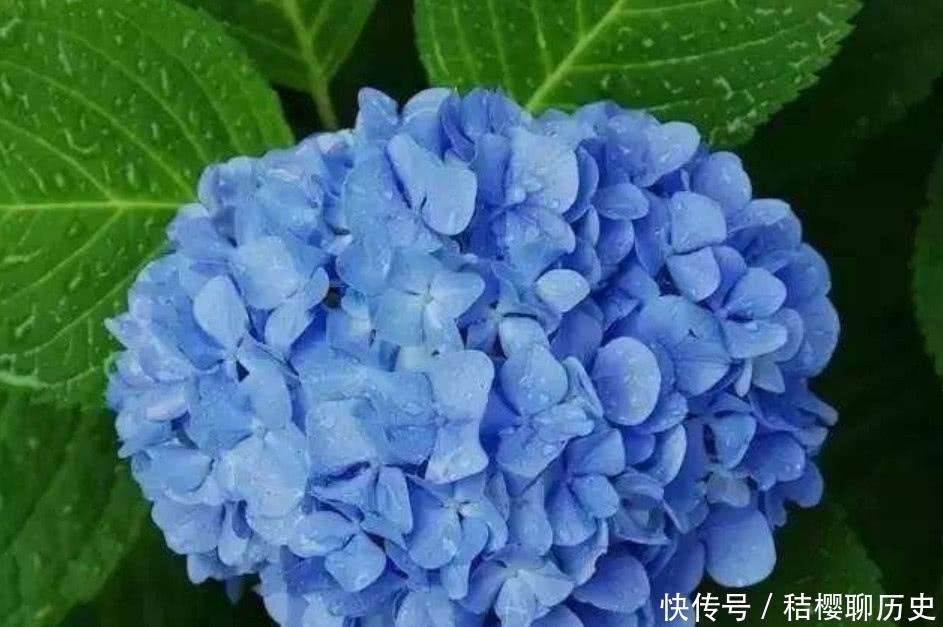 绣球花花期结束,按照“3个”方法做,明年开花简单花球多