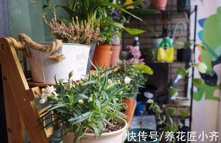 冬天花搬到室内，要记住“三防”，这样才能长势旺盛，开花多