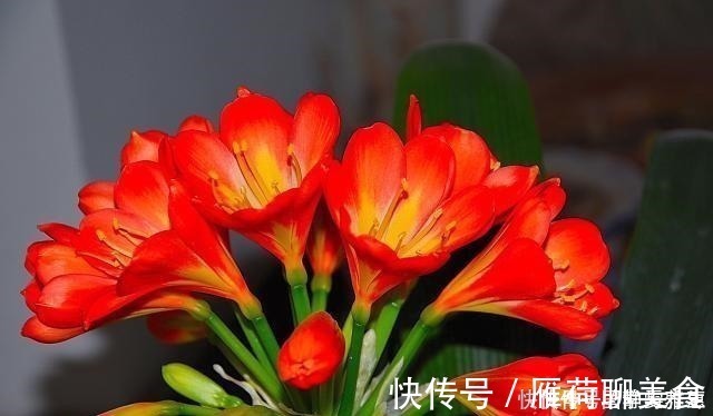 疯了|君子兰要怎么浇水注意“1点”，叶片多，长得旺，开花开疯了！