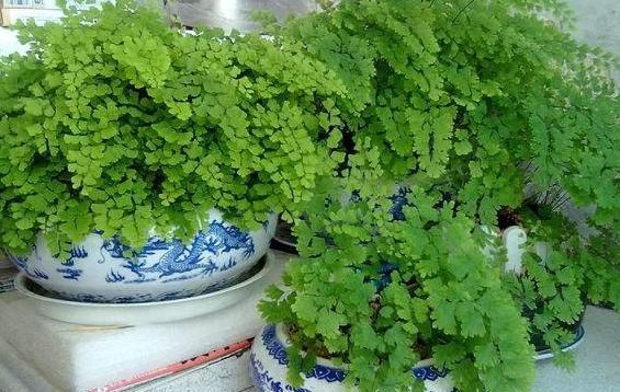 有3种植物“最环保”，都是制氧高手，还十分美丽，不妨回家养1盆