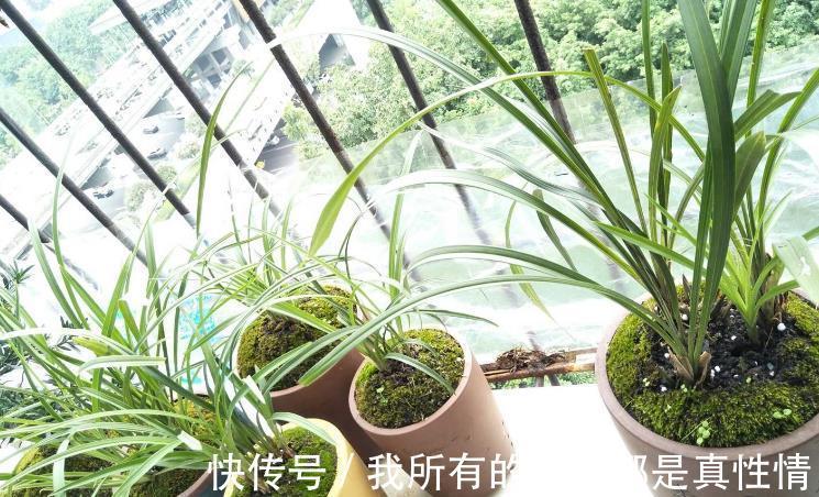 兰花|兰花淋雨长得好？不，有利有弊，掌握住尺度比施肥管用