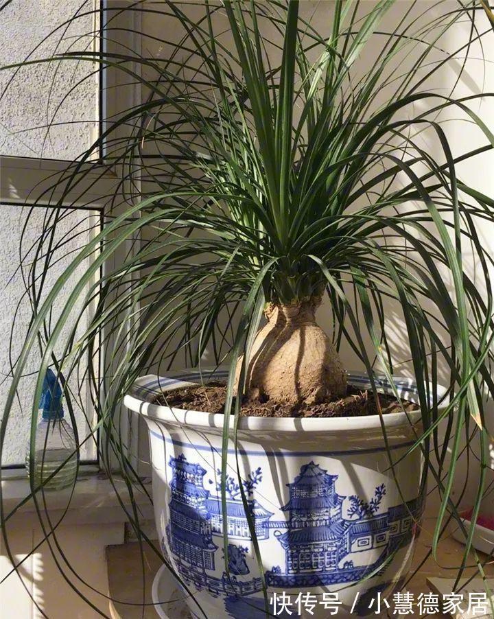 漂亮|6种“懒人花”吉利又漂亮,客厅养一盆,一个月不浇,也能挤爆盆