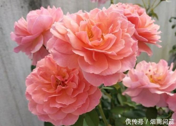 4种花，自带福气好养活，养在哪里都爆盆，颜值超高寓意好