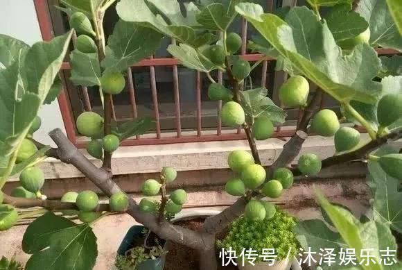 无花果|路边遇到4种花，别放过，掰个枝子长一盆！观叶赏花又好吃