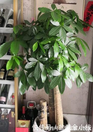 想在客厅养花就选这“5种”,它们好看又好养,一月浇一次水就行