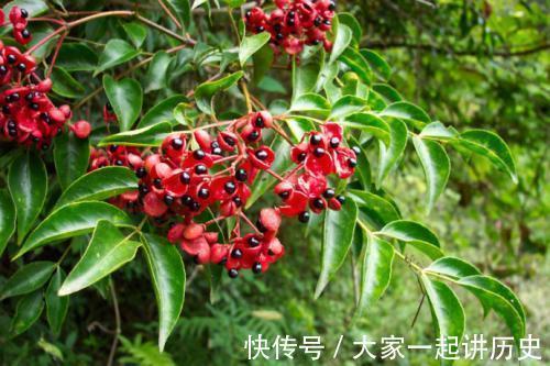 治病|农村一种臭树,果实很珍贵,是民间治病良药,若是遇见,要珍惜