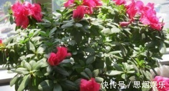 长寿花|王大姐就养“2种花”,入冬就开成“花海”,街坊邻居都说美!