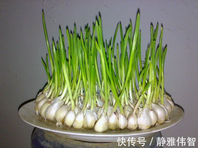 肾脏|男人肾报废,大蒜加''1物''泡酒喝,滋养肾脏,女人夸你“纯爷们''