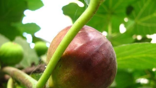 成熟|农村才有的奇特美味野果,吃过十种以上算你牛,城里人见得少