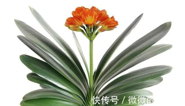 几点建议，专治君子兰养护难题，你做对了吗