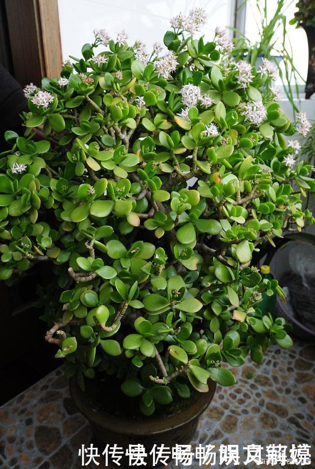 这些多肉很好养，容易养成“树”，还特别容易爆侧芽