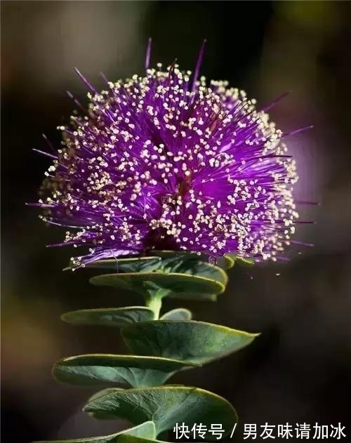 奇花、奇花、奇花、罕见奇花,赶快打开欣赏吧