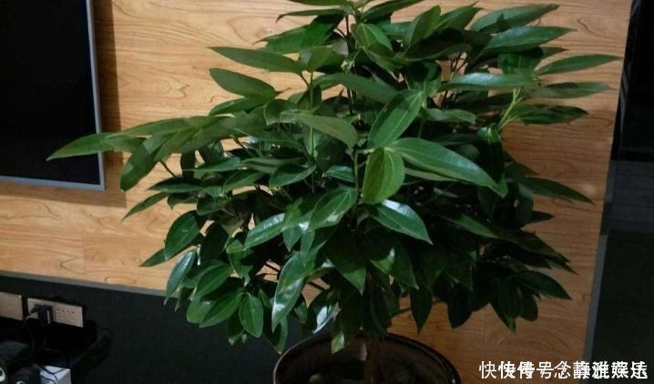 盆栽|客厅养花“条条是框,处处是坑”2种镇宅树,客厅再小也要养