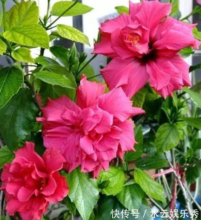 绣球花|4种花养家里，耐旱又耐晒，花开就爆盆，漂亮又好养！