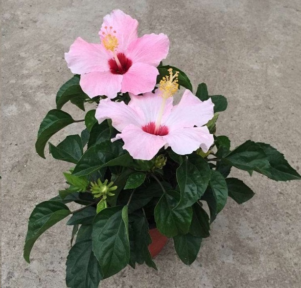 风信子|这18种超级好养的植物,养花新手也能养的很好!