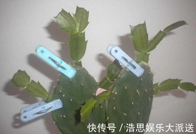 仙人掌|怎么知道仙人掌嫁接的蟹爪兰已经存活嫁接蟹爪兰提高成活有绝招
