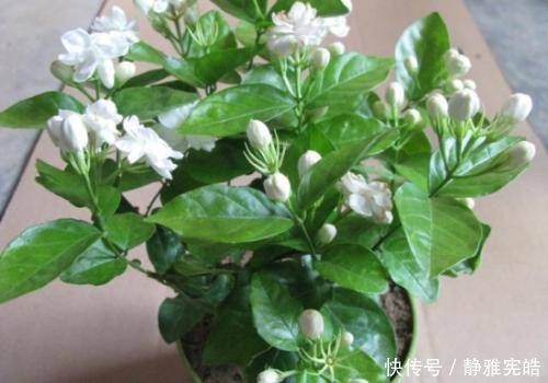 叶油绿|给茉莉花吃一颗鸡蛋,叶油绿,花量大,开花香,美极了