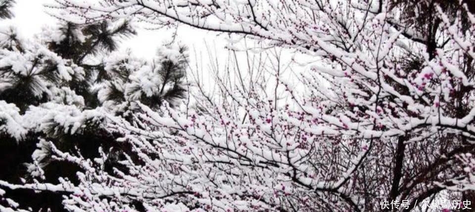  作品|李清照很唯美的一首词，写出了雪中的不一样的梅花，值得我们一读