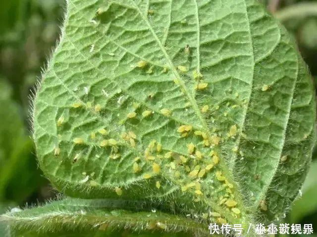 黑斑病|养花时很容易出现的6种病虫害，蚜虫、介壳虫和红蜘蛛都要可清除