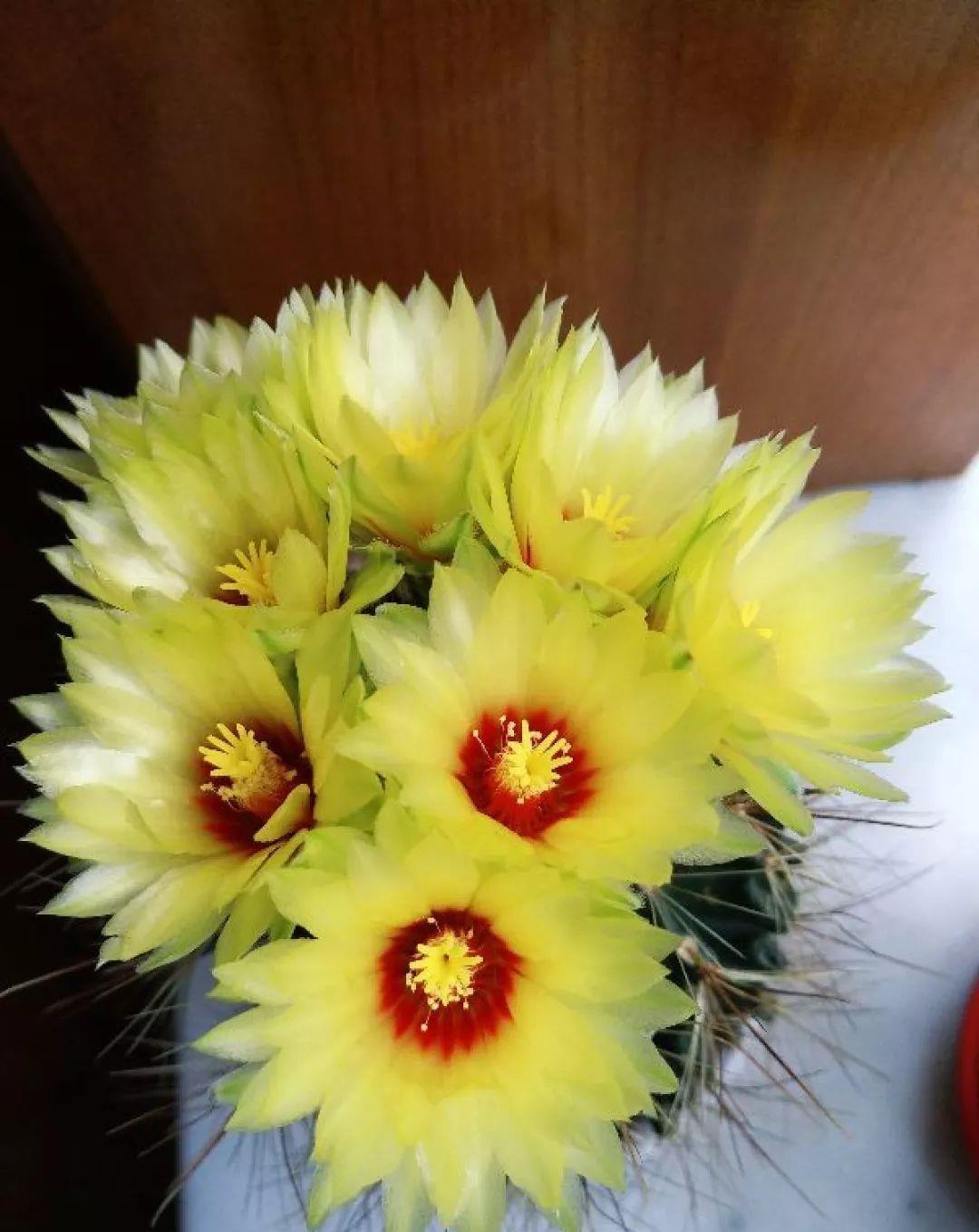 家里养盆它，挂窗边垂下2米绿窗帘，一开花更美！