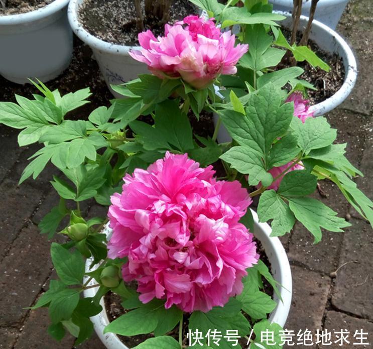 天冷后,9种花要“少水、断粮”,不然难过冬