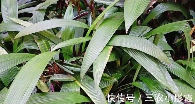 中药|肾气不足, 可以试试这些中药, 但是要分清阴阳