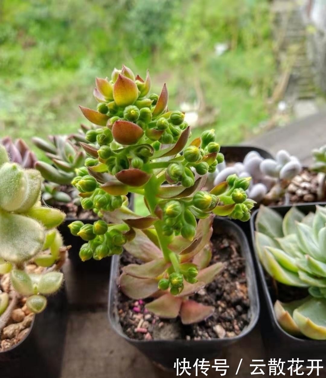 免费的多肉,总是活得特别好