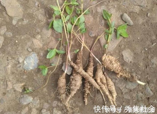 山萝卜|大山里的“野萝卜”,看到是福气,很珍贵,不要一次挖完,需保护